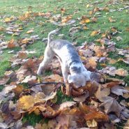 Four Paws Dorset’s Max having a wonderful time on his Dog Walk yesterday …