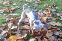 Four Paws Dorset’s Max having a wonderful time on his Dog Walk yesterday …