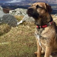 Amazing Dog story. Harris the Border Terrier went missing halfway up Ben Nevis …