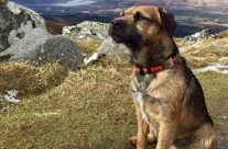 Amazing Dog story. Harris the Border Terrier went missing halfway up Ben Nevis …