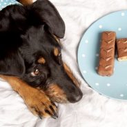 Thousands of dogs could be poisoned this Christmas by gobbling down festive chocolate, Christmas cake or mince pies