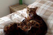 Fours Paws Dorset’s cats Zebbie and Flo Flo! Not just about dogs!