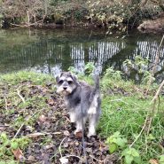 Four Paws Dorset’s Raffles on our Dog Walk yesterday along the River Allen in Wimborne …