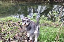 Four Paws Dorset’s Raffles on our Dog Walk yesterday along the River Allen in Wimborne …