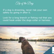 Dog Tip for Today! If a dog is drowning …