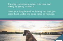 Dog Tip for Today! If a dog is drowning …