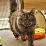 Just for Cats! The RSPCA Bournemouth Clinic are offering half price cat neutering …