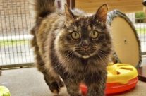 Just for Cats! The RSPCA Bournemouth Clinic are offering half price cat neutering …