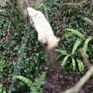 Four Paws Dorset dog Peanut, on our Dog Walk. Peanut doing what he likes best …