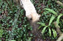 Four Paws Dorset dog Peanut, on our Dog Walk. Peanut doing what he likes best …