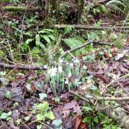 First Snowdrops spotted on our Dog Walk today near Wimborne. Simple beautiful!