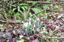 First Snowdrops spotted on our Dog Walk today near Wimborne. Simple beautiful!