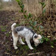 Four Paws Dog Max on our Dog Walk this morning. Max can be seen …