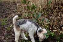 Four Paws Dog Max on our Dog Walk this morning. Max can be seen …