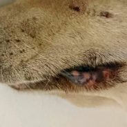 Very upsetting news. Dog owners warned after case of deadly Alabama Rot confirmed in Dorset