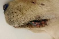 Very upsetting news. Dog owners warned after case of deadly Alabama Rot confirmed in Dorset