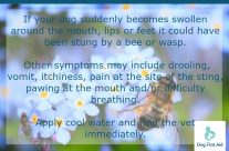 Dog health tip for Today! Bees and Wasp stings …