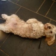 Four Paws Dorset dog Peanut, so excited before his dog walk!