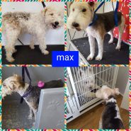 Four Paws Dorset Dog Max, visited the groomer. He goes to ‘The Original Posh Paws’ …