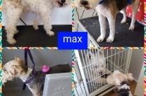 Four Paws Dorset Dog Max, visited the groomer. He goes to ‘The Original Posh Paws’ …