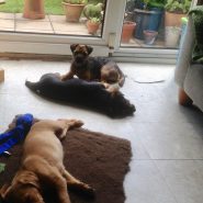 Four Paws Dorset doggies, just chilling! Happy Days!