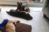 Four Paws Dorset doggies, just chilling! Happy Days!