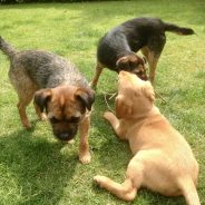 Four Paws Dorset doggies. Having fun in the garden!