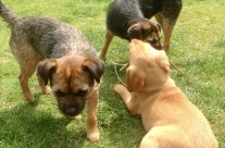 Four Paws Dorset doggies. Having fun in the garden!