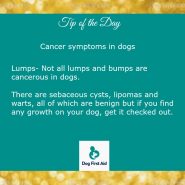 Dog Tip for Today. Cancer symptoms in dogs …