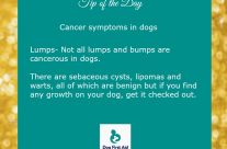 Dog Tip for Today. Cancer symptoms in dogs …