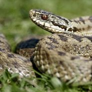 Warning to Dorset Dog owners. Adder bites can be fatal…