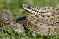 Warning to Dorset Dog owners. Adder bites can be fatal…