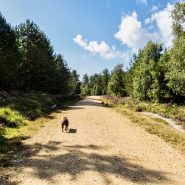 Suggested Dog walk for the weekend. Woodlark Walk. Wareham Forest …