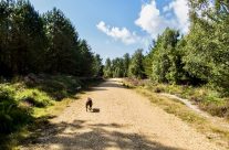 Suggested Dog walk for the weekend. Woodlark Walk. Wareham Forest …