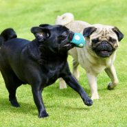 Be informed! Poor health of brachycephalic breeds of dog flagged up by study …