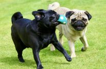 Be informed! Poor health of brachycephalic breeds of dog flagged up by study …