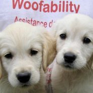 Woofability Assistance Dogs. Puppy Parents Wanted! Can you help? …
