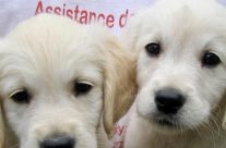 Woofability Assistance Dogs. Puppy Parents Wanted! Can you help? …