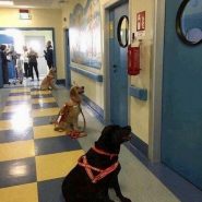 Awesome! A childrens hospital in Italy. Dogs are so amazing …
