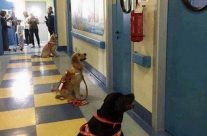 Awesome! A childrens hospital in Italy. Dogs are so amazing …