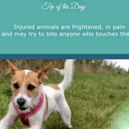 Dog Tip for Today. Injured animals are frightened …