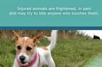 Dog Tip for Today. Injured animals are frightened …