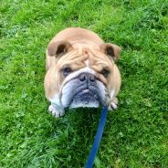 Four Paws Dorset Dog Oscar on our dog walk this morning by the River Allen in Wimborne …