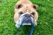 Four Paws Dorset Dog Oscar on our dog walk this morning by the River Allen in Wimborne …