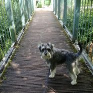 Four Paws Dorset dog Raffles out on our Dog Walk this morning!