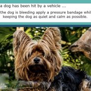 Dog Tip for Today. If a dog has been hit by a vehicle …