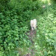 Four Paws Dorset Dog Peanut leading the way on our Dog Walk near Furzehill …