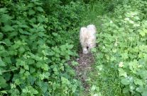 Four Paws Dorset Dog Peanut leading the way on our Dog Walk near Furzehill …