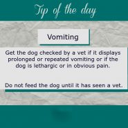 Dog Tip for Today! Vomiting.