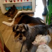 Four Paws Dorset dogs doing some doggie socialising in Wimborne!